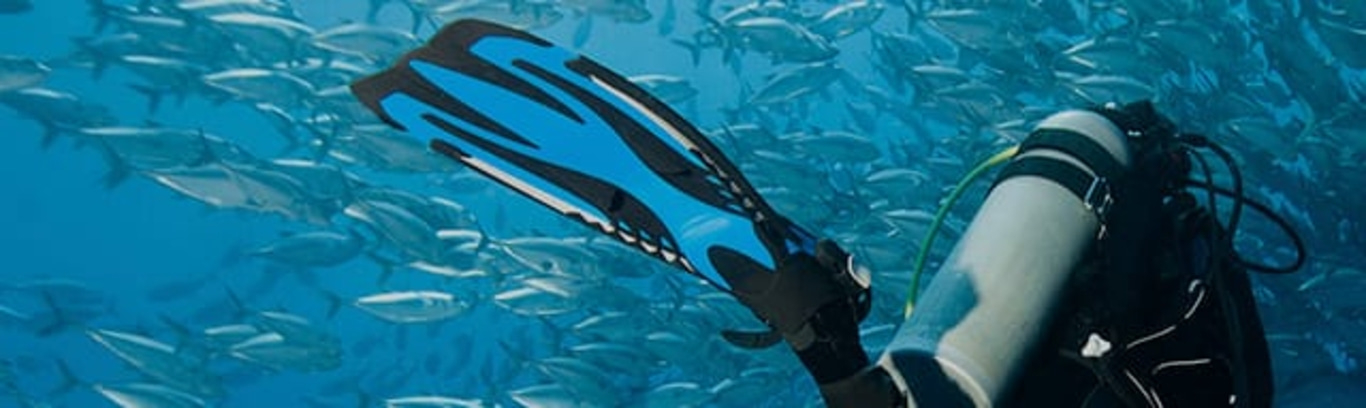 Taucher mit blauen Flossen im Ozean mit vielen Fischen, die herumschwimmen.