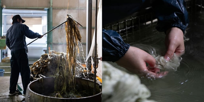 Mann bearbeitet Algen, wäscht sie in Wasser, industrieller Prozess.
